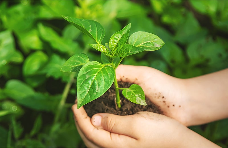 Hands holding a young plant seedling representing community growth and support